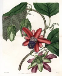 Passion Variete - Talíř vyrytý S. Wattsem, z ilustrace Sarah Anne Drake (1803-1857), z Botanického registru Sydenham Edwards (1768-1819), Anglie
