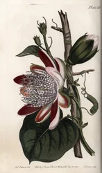 Mučenka, pupen a květ. Barevná mědirytina, ilustrace Sydenham Edwards (1768-1819) pro Conference of Botanical, Botanická zahrada Lambeth (Anglie)