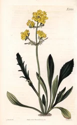 Patrinia sibirica (valeriána altajská, Valeriana ruthenica). Ručně kolorovaná mědirytina od Weddella po ilustraci Sydenhama Edwardse z “”” Botanical Magazine,”” London Samuela Curtise