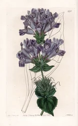 Penstemon Variete - Talíř vyrytý S. Wattsem, z ilustrace Sarah Anne Drake (1803-1857), z Botanického registru Sydenham Edwards (1768-1819), Anglie