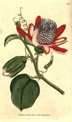 Parfémová grenadilla (nebo refresco maracuja) - (Okřídlená mučenka, Passiflora alata. Ručně kolorovaná mědirytina podle botanické ilustrace Jamese Sowerbyho z The Botanical Magazine Williama Curtise, Lambeth Marsh, Londýn
