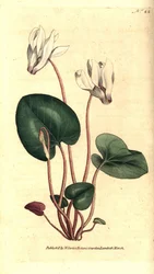 Brambořík perský nebo květinářství bramboříku - brambořík perský, Cyclamen persicum. Ručně kolorovaná mědirytina podle botanické ilustrace Jamese Sowerbyho z The Botanical Magazine Williama Curtise, Lambeth Marsh, Londýn
