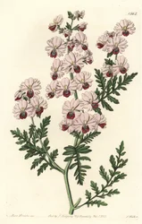 Orchidej chudák, zakrslá odrůda schizanthus, Schizanthus pinnatus humilis. Ručně kolorovaná mědirytina od S. Wattse podle ilustrace slečny Sarah Drakeové z botanického registru Sydenhama Edwardse, Ridgeway, Londýn