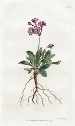 Primevere marginee - Litografie Sydenhama Edwardse (1768-1819), deska z botanického časopisu Williama Curtise (1746-1799)
