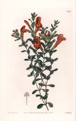 Red Clinopode Variete - vyryl S. Watts, z ilustrace Sarah Anne Drake (1803-1857), z Botanického registru Sydenham Edwards (1768-1819), Anglie