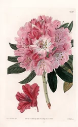 Rhododendron Hybrid Variete - vyryl S. Watts, z ilustrace Sarah Anne Drake (1803-1857), z botanického registru Sydenham Edwards (1768-1819), Anglie