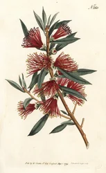 Citrín z láhve propláchnout, oplach láhve nebo rostlina s červeným špendlíkem - Crimson bottlebrush, Callistemon citrinus (Harsh-Lev