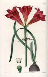 Rodophiale bifide - rytá deska od S. Wattse, podle ilustrace Sarah Anne Drake (1803-1857), z Botanického registru Sydenham Edwards (1768-1819), Anglie