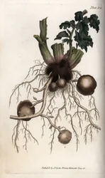 Kořeny a hlízy sadbového bramboru. Barevná mědirytina, ilustrace Sydenham Edwards (1768-1819) pro Conference of Botanical, Botanická zahrada Lambeth (Anglie)