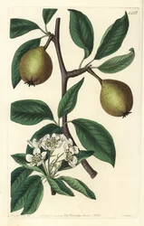 Hrušeň šalvěj listová - hruška šalvějová, Pyrus salviifolia (Pyrus salvifolia). Ručně kolorovaná mědirytina od S. Wattse podle ilustrace Sarah Drake z botanického registru Sydenhama Edwardse, Ridgeway, Londýn
