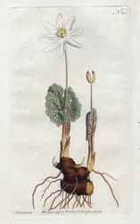 Sanguinaire du Canada - Litografie Sydenhama Edwardse (1768-1819), deska z botanického časopisu Williama Curtise (1746-1799)