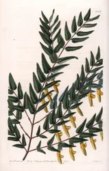 Scotia a hladké větve - Deska rytá S. Wattsem, z ilustrace Sarah Anne Drake (1803-1857), z Botanického registru Sydenham Edwards (1768-1819), Anglie