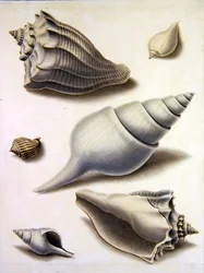 Mušle a Marine Flora (tužka, pero, inkoust a akvarel na papíře) (viz také 351984, 351985 a 351987)