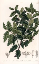 Keř Schinus latifolia, Pepper Variety - Talíř vyrytý S.Wattsem, z ilustrace Sarah Anne Drake (1803-1857), z Botanického registru Sydenham Edwards (1768-1819), Anglie