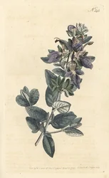 Germander keřovitý, Teucrium fruticans (Teucrium latifolium) - Ručně kolorovaná mědirytina od Sansom podle ilustrace Sydenhama Edwardse rom William Curtis