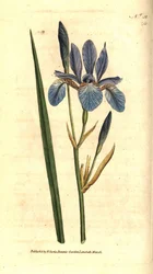 Kosatec sibiřský - Kosatec sibiřský, Iris sibirica. Ručně kolorovaná mědirytina podle botanické ilustrace Jamese Sowerbyho z The Botanical Magazine Williama Curtise, Lambeth Marsh, Londýn