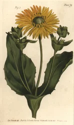 Silphium nebo rosinweed, Silphium asteriscus, Polygamia nessaria. Ručně kolorovaná mědirytina F. Sansoma botanické ilustrace Sydenhama Edwardse pro přednášky Williama Curtise o botanice, které byly dodány v Botanické zahradě v Lambeth