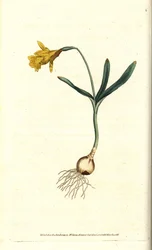 Narcis malý - Narcis nejmenší, Narcissus pseudonarcissus subsp. menší (Narcissus minor). Ručně kolorovaná mědirytina podle botanické ilustrace Jamese Sowerbyho z The Botanical Magazine Williama Curtise, Lambeth Marsh, Londýn