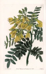 Jihoamerická sophora variete - vyryl S. Watts, z ilustrace Sarah Anne Drake (1803-1857), z Botanického registru Sydenham Edwards (1768-1819), Anglie