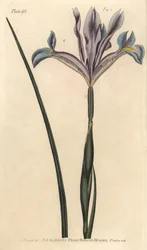 Kosatec španělský, Iris xiphium. Ručně kolorovaná mědirytina F. Sansoma botanické ilustrace Sydenhama Edwardse pro přednášky Williama Curtise o botanice, které byly dodány v Botanické zahradě v Lambeth