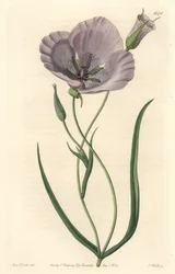 Splendid calochorte (splendid mariposa), původem z Kalifornie - Satiny calochortus nebo splendid mariposa lilie, Calochortus splendens, původem z Kalifornie - Ručně kolorovaná mědirytina S. Watts podle ilustrace slečny Drakeové, od Sydenham Edwar