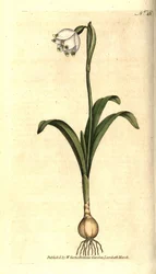 Jarní úroveň nebo Claudinette - jarní sněhová vločka, Leucojum vernum. Ručně kolorovaná mědirytina podle botanické ilustrace Jamese Sowerbyho z The Botanical Magazine Williama Curtise, Lambeth Marsh, Londýn