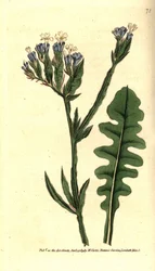 Statice sinue nebo Limonium se zvlněnými listy - levandule mořská, Limonium sinuatum (Purple-cup 