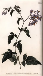 Lilek potměchuť. Kolorovaná mědirytina, ilustrace Sydenhama Edwardse (1768-1819) pro Conferences of Botanical, botanická zahrada v Lambethu (Anglie)