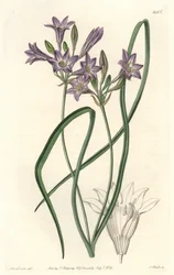Triteleia ou brodiacea lache - Water forte od S. Wattse z ilustrace Sarah Anne Drake (1803-1857), z botanického rejstříku