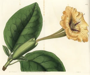 Trubková liána nebo zlatý pohár - Kalichová réva nebo strakatá solandra, Solandra guttata. Ručně kolorovaná mědirytina od S. Wattse podle ilustrace slečny Sarah Drakeové z botanického registru Sydenhama Edwardse, Ridgeway, Londýn