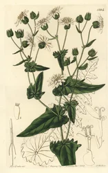 Tuřín pižmový, Moscharia pinnatifida. Ručně kolorovaná mědirytina od S. Wattse podle ilustrace slečny Sarah Drakeové z botanického registru Sydenhama Edwardse, Ridgeway, Londýn