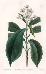 Turpinia Variete - Talíř vyrytý S. Wattsem, z ilustrace Sarah Anne Drake (1803-1857), z Botanického registru Sydenham Edwards (1768-1819), Anglie