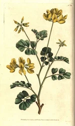 Coronilla Valencia - štírovník, Coronilla valentina subsp. glauca (Coronilla valentina subsp. glauca). Ručně kolorovaná mědirytina podle botanické ilustrace Sydenhama Edwardse z The Botanical Magazine Williama Curtise.