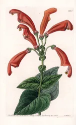 Variete de gesneria, květina v trubkách - deska vyrytá S. Wattsem, podle ilustrace Sarah Anne Drake (1803-1857), z Botanického registru Sydenham Edwards (1768-1819), Anglie