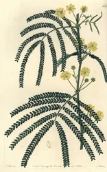Odrůda akácie (nebo cassier) - Akát kapradinový, Acacia pentadenia. Ručně kolorovaná mědirytina od S. Wattse podle ilustrace J. Harta z Sydenham Edwards