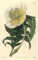 Odrůda oenothere nebo trávy s osly nebo pupalkou dvouletou - pupalka bílá vzpřímená, Oenothera anisoloba. Ručně kolorovaná mědirytina od S. Wattse podle ilustrace Sarah Drake z Botanického registru Sydenhama Edwardse, Ridgeway, L