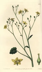 Odrůda villarsia, endemická pro Austrálii - Ornduffia reniformis (villarsia ledvinová, Villarsia reniformis). Ručně kolorovaná mědirytina od S. Wattse podle ilustrace slečny Sarah Drakeové z botanického registru Sydenhama Edwardse, Ridgeway,
