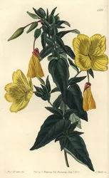 Odrůda pupalky nebo trávy s osly - pupalka dvouletá, Oenothera fruticosa subsp. glauka (Glaucous oenothera, Oenothera glauca). Ručně kolorovaná mědirytina od S. Wattse podle ilustrace slečny Sarah Drakeové ze Sydenhama Edwardse
