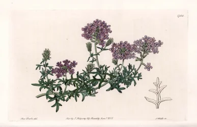 Verbena multifide - vyryla S. Watts, z ilustrace Sarah Anne Drake (1803-1857), z Botanického registru Sydenham Edwards (1768-1819), Anglie