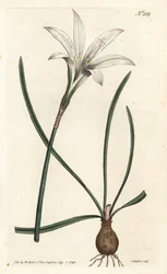 Virginia Amaryllis - Atamasco lilie, Zephyranthes atamasco (Amaryllis atamasco) - Ručně kolorovaná mědirytina od Sansom podle ilustrace Sydenhama Edwardse rom William Curtis