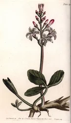 Water trefle nebo menyanthe water trefle. Barevná mědirytina, ilustrace Sydenham Edwards (1768-1819) pro Conference of Botanical, Botanická zahrada Lambeth (Anglie)