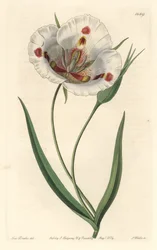 Bělokvětý calochorte (mariposa), původem z Kalifornie - Kalochortus skvrnitý neboli motýlí mariposa lilie, Calochortus venustus, původem z Kalifornie - Ručně kolorovaná mědirytina S. Watts podle ilustrace slečny Drakeové, ze Sydenham Edwa