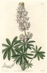 Vlčí bob bělokvětý (Lupinus microcarpus), původem z Kalifornie - silná voda S. Watts z ilustrace Sarah Anne Drake (1803-1857), z Botanického registru