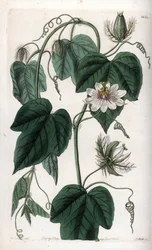 Bílý květ mučenka - rytá deska od S.Watts, z ilustrace Sarah Anne Drake (1803-1857), z Botanického registru Sydenham Edwards (1768-1819), Anglie