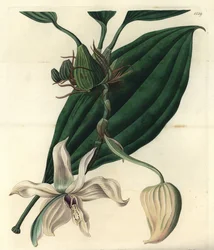 Bílá odrůda orchideje - orchidej Stanhopea grandiflora (stanhopea slonovinová, Stanhopea eburnea). Mědirytina S. Wattse podle ilustrace slečny Jane Edwardsové z botanického registru Sydenhama Edwardse, Ridgeway, Londýn