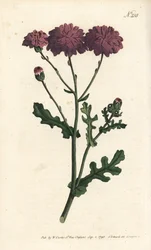 Divoký cineraire - Sysel purpurový nebo starček, Senecio elegans. Ručně kolorovaná mědirytina od Sansom podle ilustrace Sydenhama Edwardse rom William Curtis