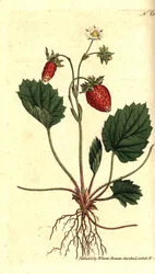 Jahoda lesní, Fragaria vesca (Jahoda jednolistá nebo jahodník z Versailles, Fragaria monophylla). Ručně kolorovaná mědirytina podle botanické ilustrace z The Botanical Magazine Williama Curtise, Lambeth Marsh, Londýn
