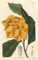 Magnolia žlutokvětá, původem z Jávy (Indonésie) - Silná voda od S. Wattse z ilustrace Sarah Anne Drake (1803-1857), z Botanického rejstříku