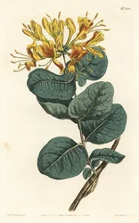 Žlutokvětá dřevomorka, Lonicera flava. Ručně kolorovaná mědirytina F. Sansom Jr. podle ilustrace Sydenhama Edwardse z William Curtis