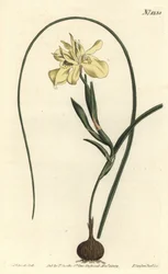Moraea fugax žlutá (Moraea edulis). Ručně kolorovaná mědirytina F. Sansom Jr. podle ilustrace Sydenhama Edwardse z William Curtis